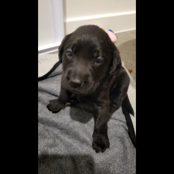 Labrador Retriever - Both
