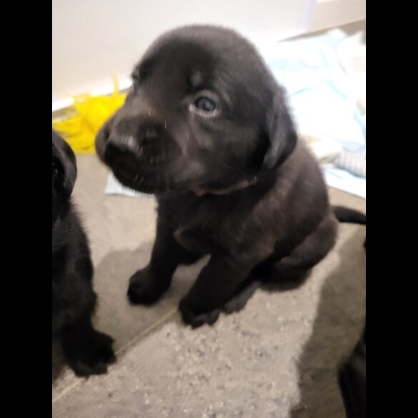 Labrador Retriever - Both