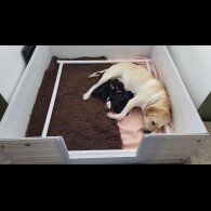 Labrador Retriever - Both
