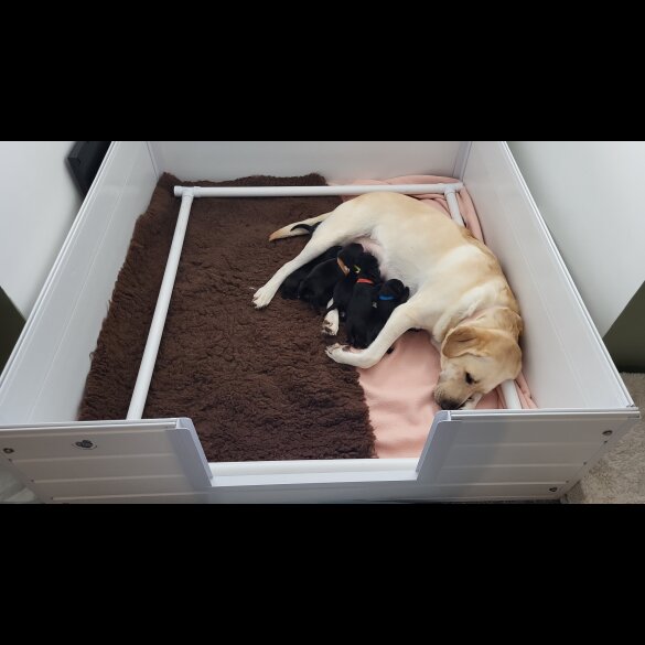 Labrador Retriever - Both