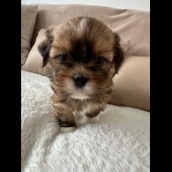Lhasa Apso - Dogs