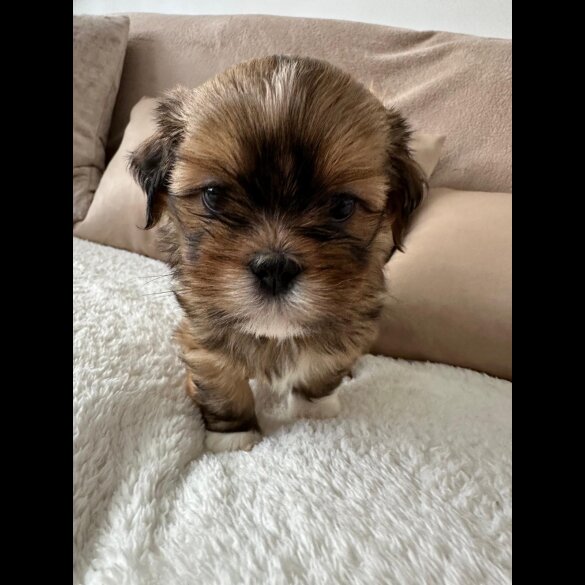Lhasa Apso - Dogs