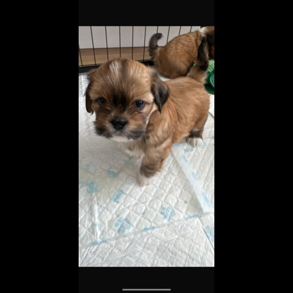 Lhasa Apso - Dogs
