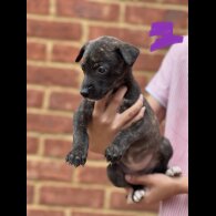 Lurcher - Both