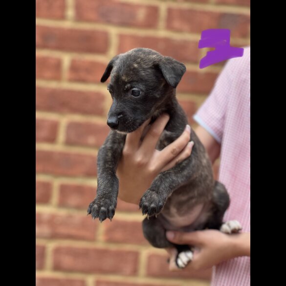Lurcher - Both