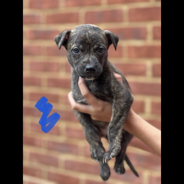 Lurcher - Both