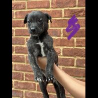 Lurcher - Both