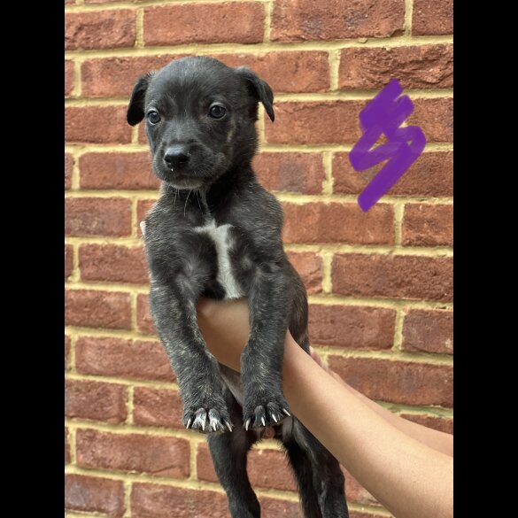 Lurcher - Both