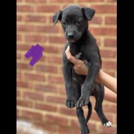Lurcher - Both