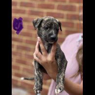 Lurcher - Both