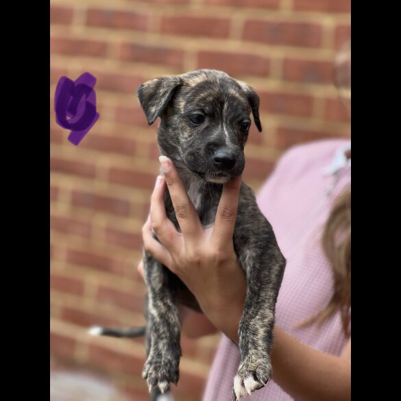 Lurcher - Both