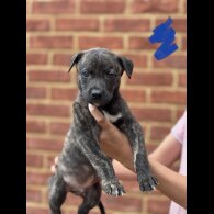 Lurcher - Both