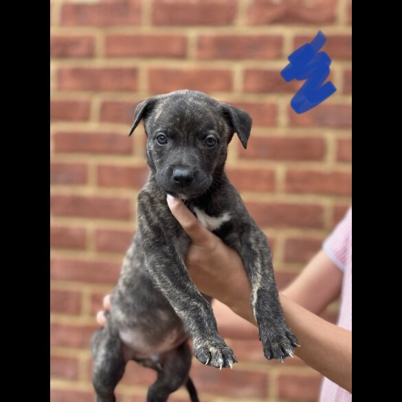 Lurcher - Both