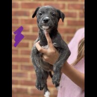 Lurcher - Both
