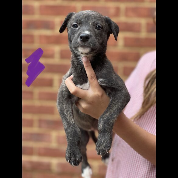 Lurcher - Both