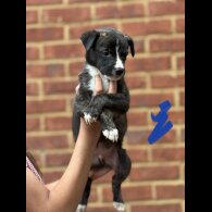 Lurcher - Both