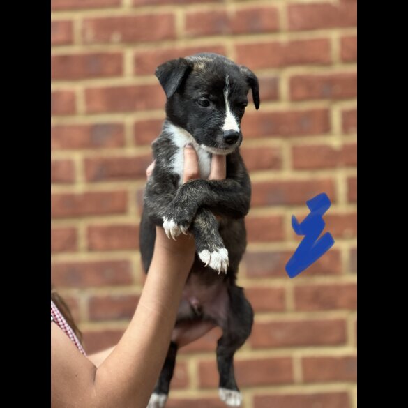 Lurcher - Both