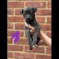 Lurcher - Both