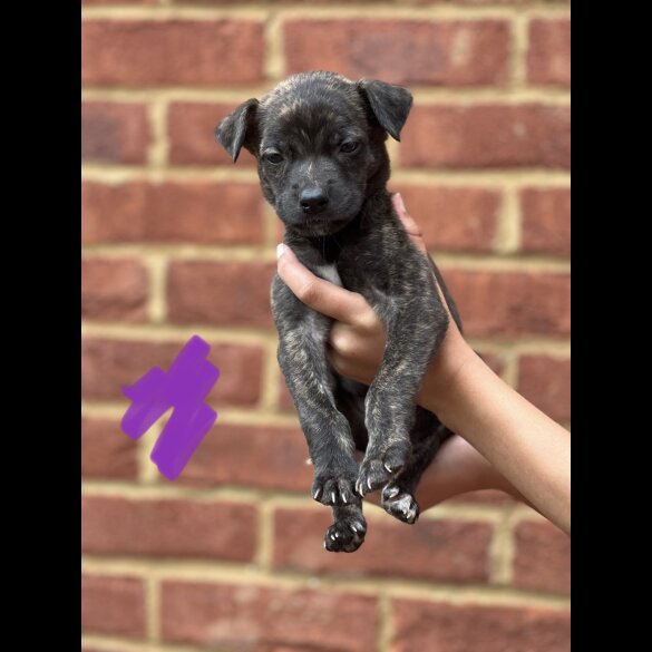 Lurcher - Both