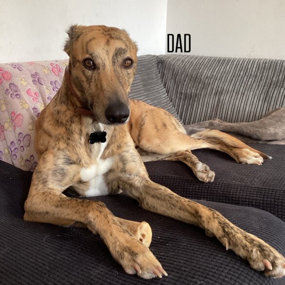 Lurcher - Both