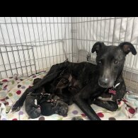 Lurcher - Both