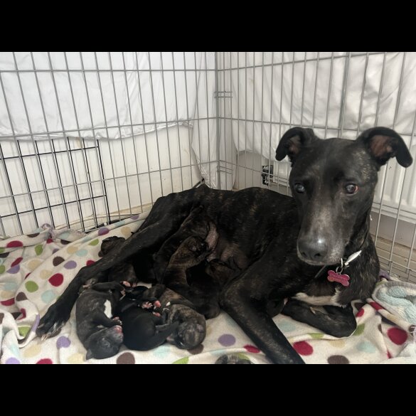 Lurcher - Both