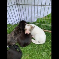 Lurcher - Dogs