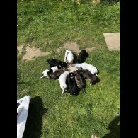 Lurcher - Dogs