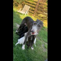 Lurcher - Dogs