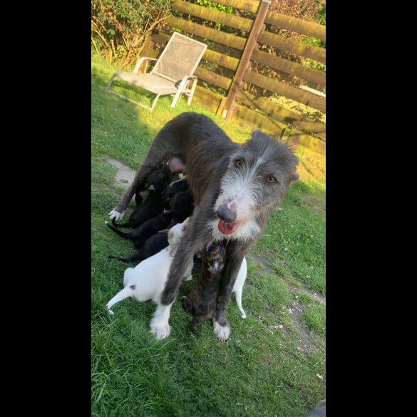 Lurcher - Dogs