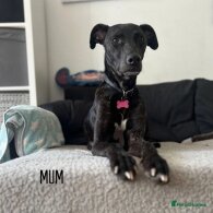 Lurcher - Both