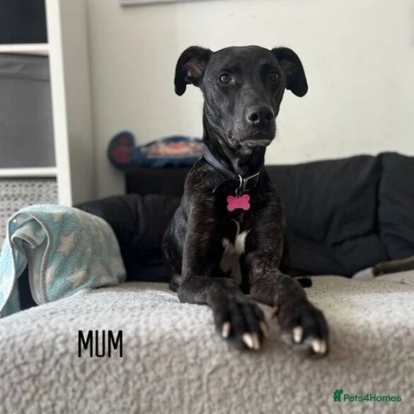 Lurcher - Both