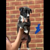 Lurcher - Both