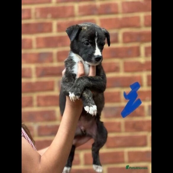 Lurcher - Both