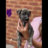 Lurcher - Both