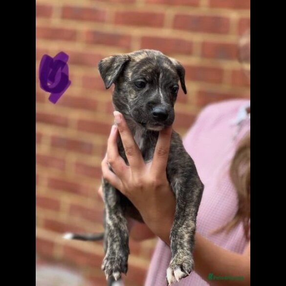 Lurcher - Both