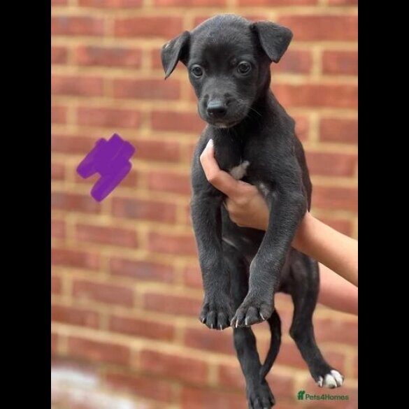 Lurcher - Both