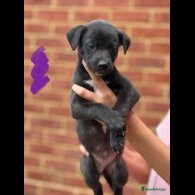 Lurcher - Both