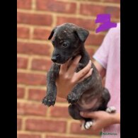 Lurcher - Both