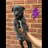 Lurcher - Both