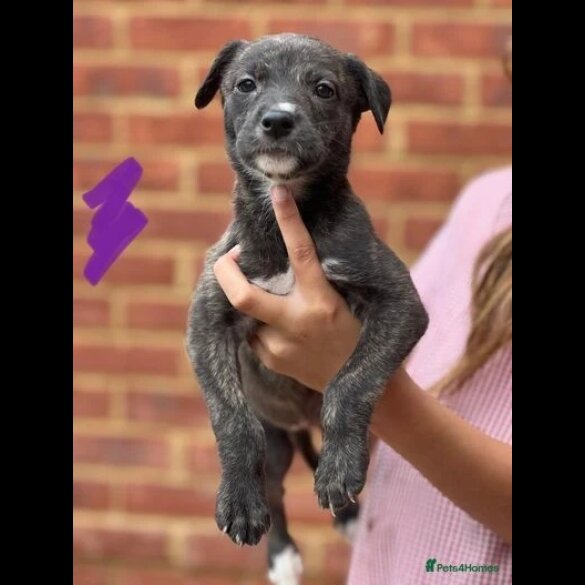 Lurcher - Both