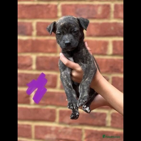 Lurcher - Both