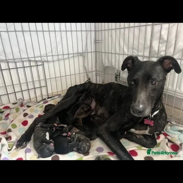 Lurcher - Both