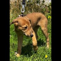 Lurcher - Bitches