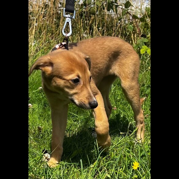 Lurcher - Bitches