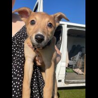 Lurcher - Bitches