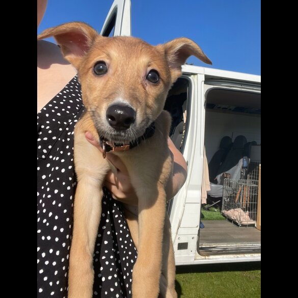 Lurcher - Bitches