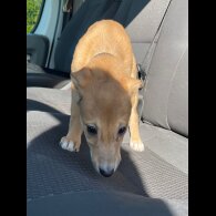 Lurcher - Bitches