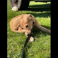 Lurcher - Bitches