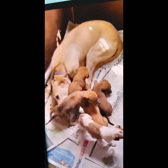Lurcher - Bitches